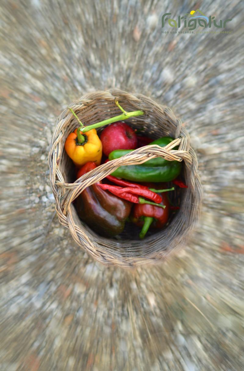 Ortaggi E Verdure Di Campo Fatigatur Non Una Vacanza Vivi Un Esperienza